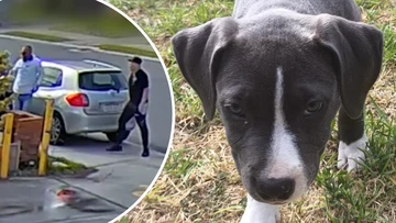 Search for two thieves who took pet staffy from Perth home