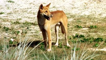 Fear of cross-border dingo 'explosion' in wake of protection order