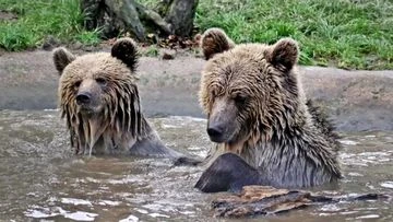 Brown bears escape enclosure, break into pantry and eat weeks worth of honey