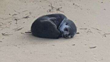 Experts investigate cruel beach attack that led to death of young seal