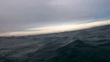 Clever seal filmed snatching fisherman's catch mid-air off Victoria's coast