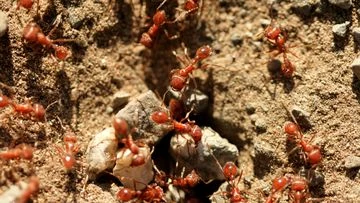 'Alarming' development in fire ant invasion in Queensland