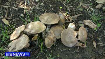 Coroner's warning after Melbourne woman dies from deadly mushroom meal