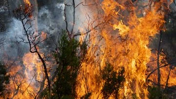 Ink dries on new deal to better fight bushfires in NSW