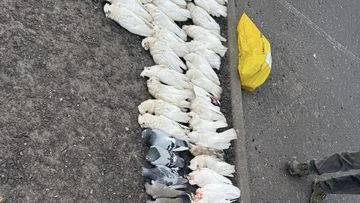Hundreds of dead birds found outside Melbourne shopping centre
