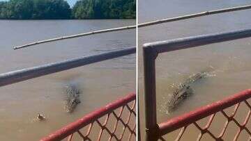 Crocodile eats another croc in front of shocked NT tourists