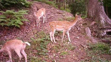 Calls to ramp up eradication of feral deer causing havoc on Gold Coast