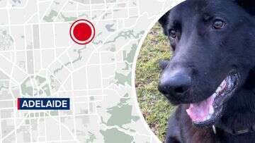 Beloved police dog escapes injury after officer's car set alight in Adelaide