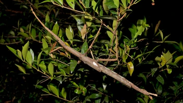 Monster stick insect found in Queensland identified as new species