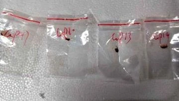 Chinese pair accused of smuggling 'dangerous biological pathogen' into US