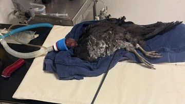 Hunt for mystery archer after brush turkey impaled by arrow