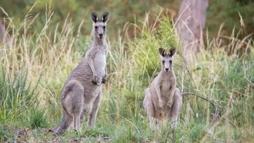 Man charged over alleged kangaroo shootings causing 'significant trauma'
