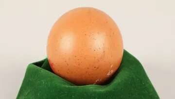 'One in a billion' perfectly round egg sold for hundreds of dollars at auction