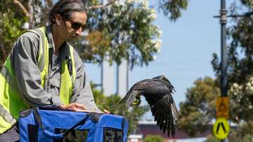 Melbourne's beloved falcon hits the sky after misadventure