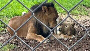 Australia's oldest lioness euthanised after death of her lifelong partner