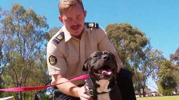 Heartwarming reunion between dog and the man who saved his life