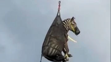 Pet zebra plucked to safety after escaping its home in strange new place