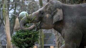 Elephants feast on unsold Christmas trees at Berlin Zoo