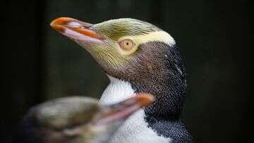 How a museum, rugby team and brewery helped this shy penguin win Bird of the Year