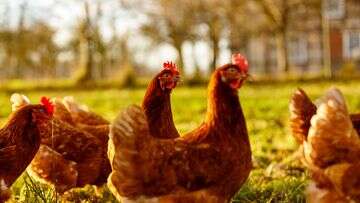 Victorian farm placed into quarantine after bird flu confirmed