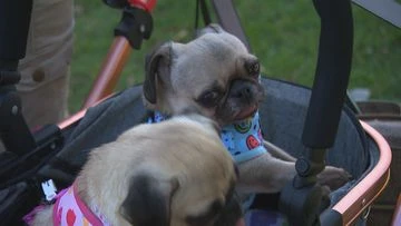 Aussie scientists develop injectable treatment to help flat-nosed dogs breathe easier