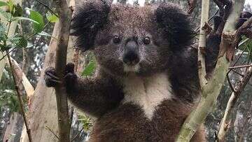 Sniffer dog helps identify group of chlamydia-free koalas