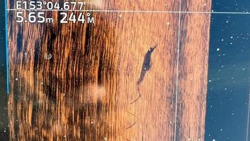 'Makes no sense': Fisherman spots suspected crocodile on sounder at Noosa