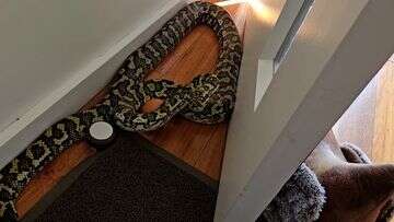 'Escaped' pet python found behind stranger's front door