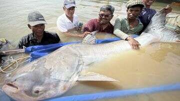 Huge and rare Mekong catfish spotted in Cambodia, raising conservation hopes