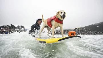 Wave-riding canines compete in the World Dog Surfing Championships