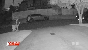 Citrus swindler preys on baby lemon tree outside family home