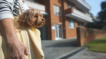 Woman claims she was yelled off a bus because she was carrying her dog in a bag