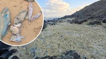 More than 100 surfers reportedly infected as yellow foam washes up on beaches