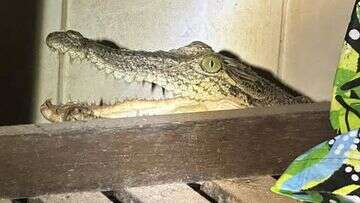 'There's a croc here, mate': Couple stumbles upon crocodile in their laundry