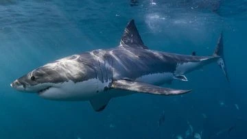 Beach-loving capital warned of perfect storm for sharks