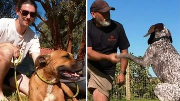 Emotional reunion after beloved dogs disappear for five weeks