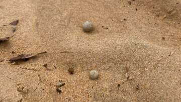 Nine Sydney beaches shut over fresh round of mysterious 'ball-shaped debris'