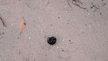 More mysterious black spheres wash up on a Sydney beach