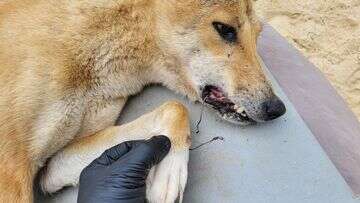 Dingo found tangled paw to jaw in gang hooks on K'gari