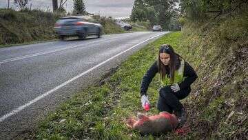 How climate crisis is putting more native animals on road to danger and death