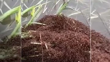 Fire ants seen forming 'life rafts' on Queensland floodwaters in concerning footage