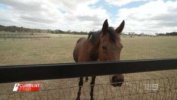 The Melbourne Cup winner living out his days in a thoroughbred retirement home