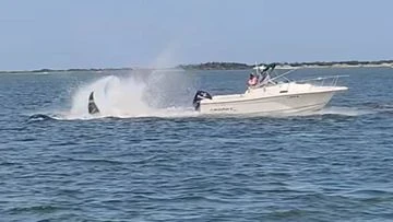 Whale dies after collision with small boat