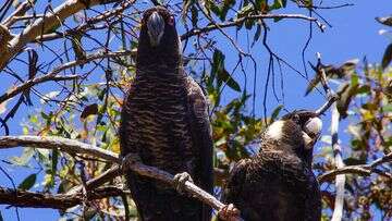 Beloved cockatoos face extinction, scientists say