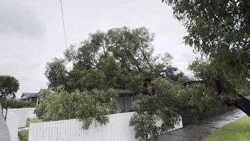 Tree crashes into Melbourne home months after council deemed it safe