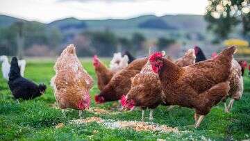 Third Victorian poultry farm detects 'high' strain of bird flu