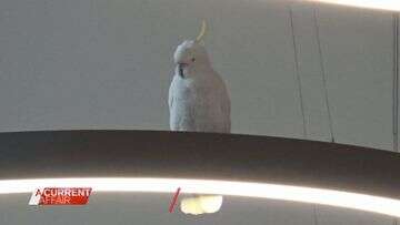 Cockatoo rescued after ruffling feathers in Sydney supermarket aisles