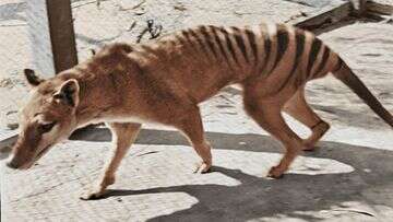 Tasmanian tigers are one step closer to being brought back from extinction