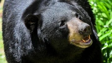 Bear dragged car crash victim into woods in US, police say
