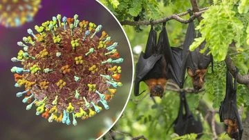 Australian man dies after contracting 'extremely rare' bat lyssavirus